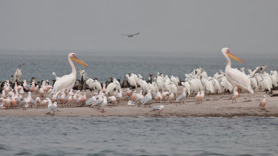 Banc 'D Arguin - Mauritania