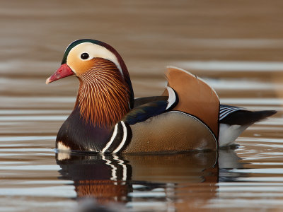 Manderijneend; Mandarin Duck