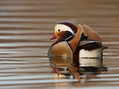 Manderijneend; Mandarin Duck