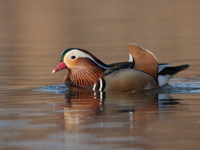 Manderijneend; Mandarin Duck