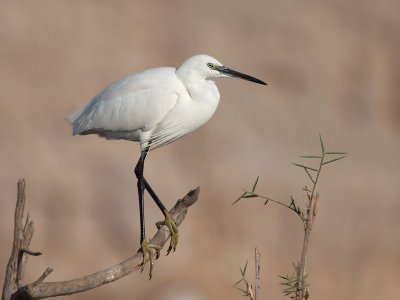 Kleine Zilverreiger