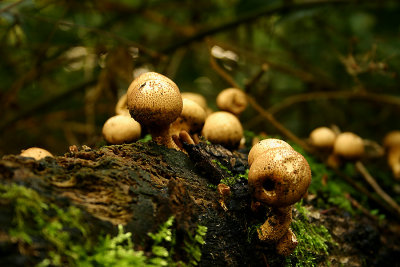 paddestoelen