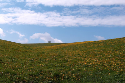 Landschap