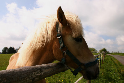 Paard