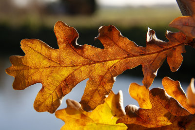 Eikenblad