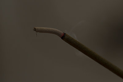 Stinkstokkie