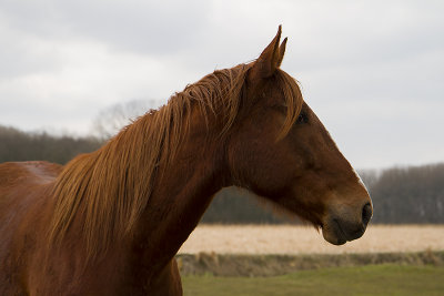 Paard