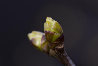Knot van de Meiboom
