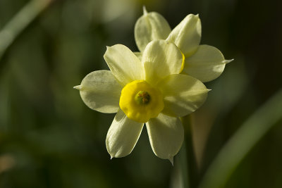 Narcis.jpg
