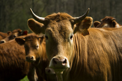 Limousin.