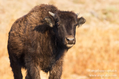 _MG_7992 yellowstone hayden valley bison calf w.jpg