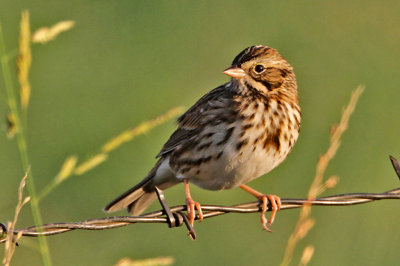 sparrow-song0811-1024.jpg