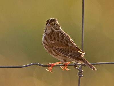 sparrow-song0792-1024.jpg