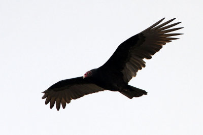 vulture-turkey1117-1024.jpg