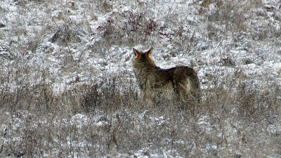 coyote4121-800.jpg