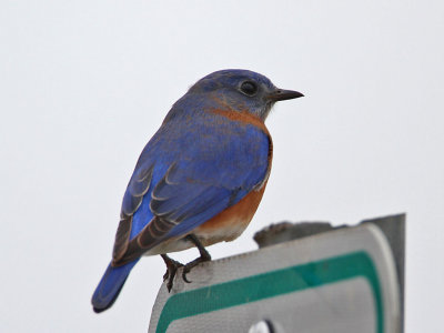 bluebird-eastern3705-1024.jpg