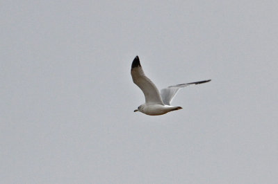 gull-ringbilled3713-1024.jpg