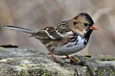 sparrow-harris4188-1024.jpg