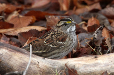 sparrow-whitethroated4087-1024.jpg