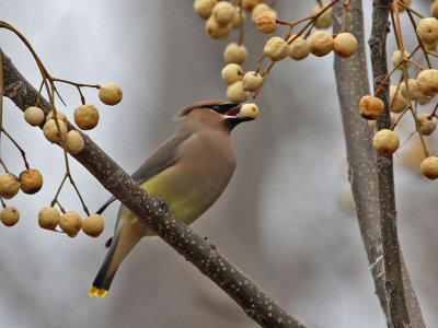 waxwing-cedar3836-1024.jpg