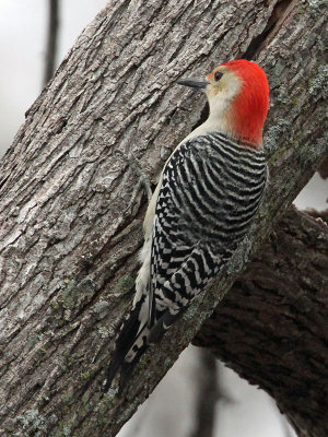 woodpecker-redbellied4032-800.jpg
