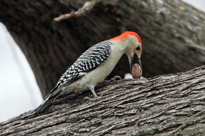 woodpecker-redbellied4112-1024.jpg