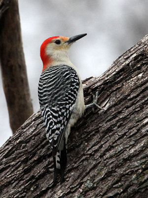 woodpecker-redbellied4143-800.jpg