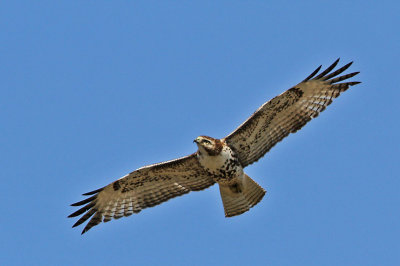 hawk-redtailed4841-1024.jpg