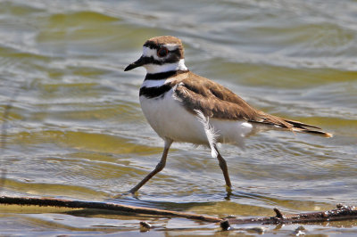 killdeer5074-1024.jpg