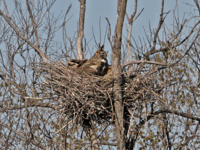 owl-greathorned4753-1024.jpg