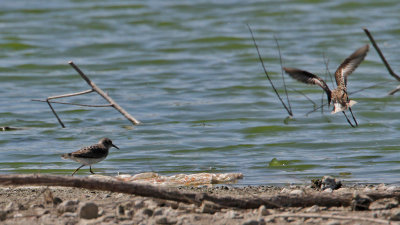 sandpiper-least5139-1024.jpg