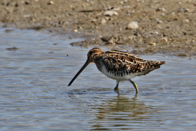 snipe-wilsons4925-1024.jpg