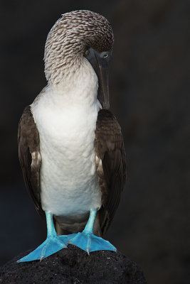 Fou  pieds bleus