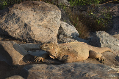 Iguane terrestre Galapaguea