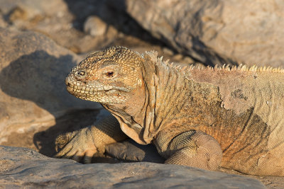 Iguane terrestre Galapaguea