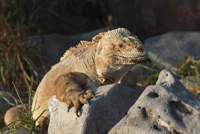 Iguane terrestre Galapaguea