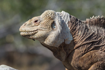 Iguane terrestre Galapaguea