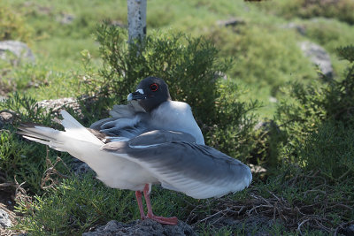 Mouette  queue fourchue