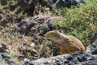 Iguane terrestre