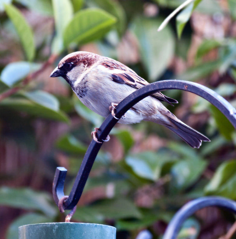 Sitting Sideways waiting for feeder to be filled.