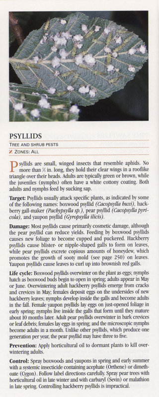 Psyllids