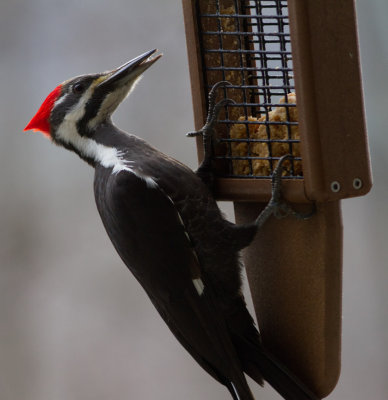 _MG_2388 Sideways Female Pileated Woodpecker for Challenge.jpg