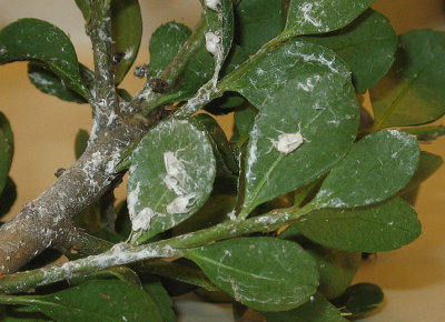 Pests on Ilex