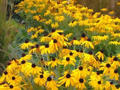 black-eyed susans buzzed