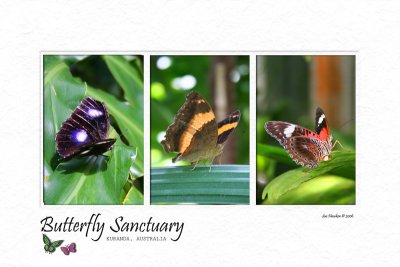 Butterfly Sanctuary