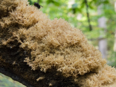 Sooty mould fungus (Scorias spongiosa), Mountain Lakes Park, Princeton, NJ (10/6/2012)