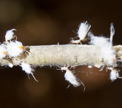 Beech blight aphid (Grylloprociphilus imbricator), Mountain Lakes Park (10/21/2012)
