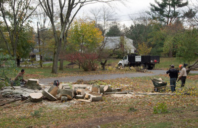 Cleanup - remains of the neighbors tree (10/31/2012)