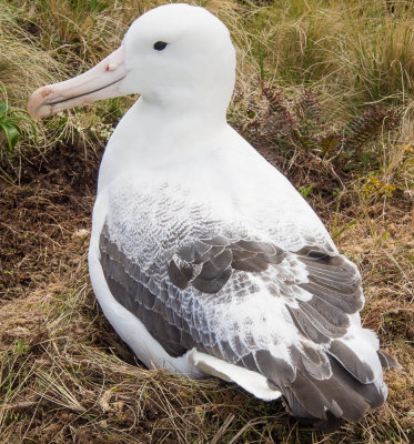 Southern Royal Albatross, Campbell Island (12/5/2012)