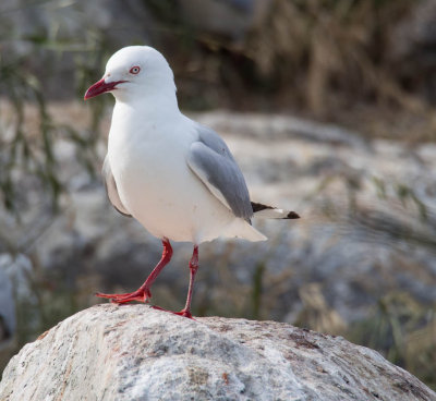 Red-billed Gull, Otago Peninsula (12/13/2012)